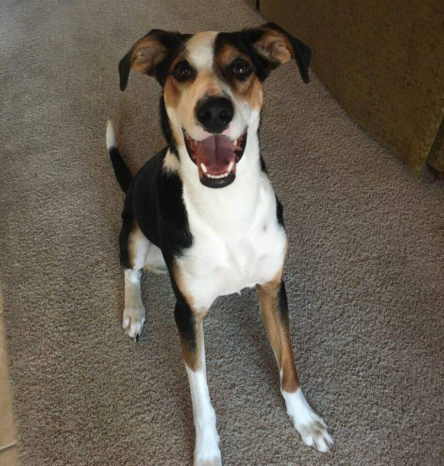 AmericanFoxhound BorderCollie