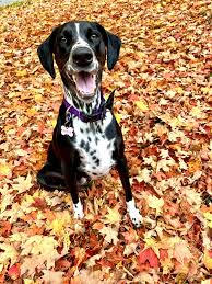 Doberman Dalmation