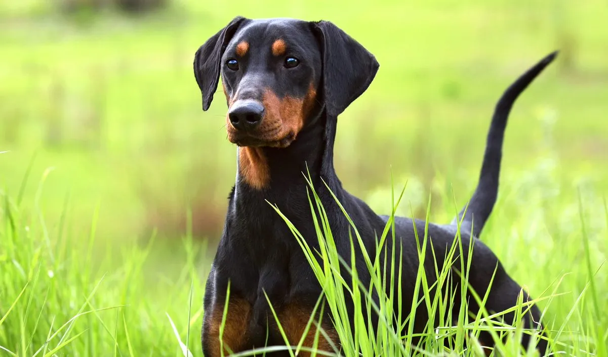 German Pinscher