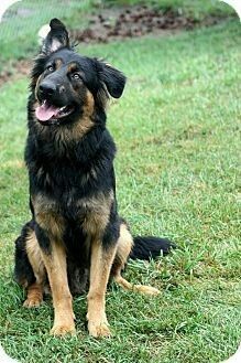 GermanShepherd BorderCollie