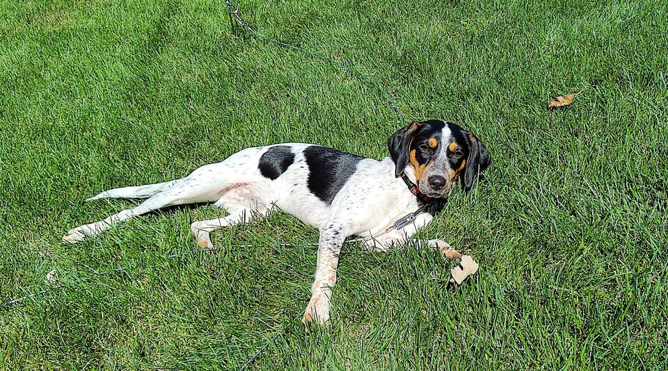 Coonhound pointer