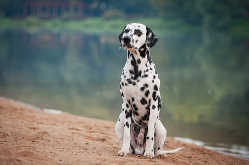 Dalmation