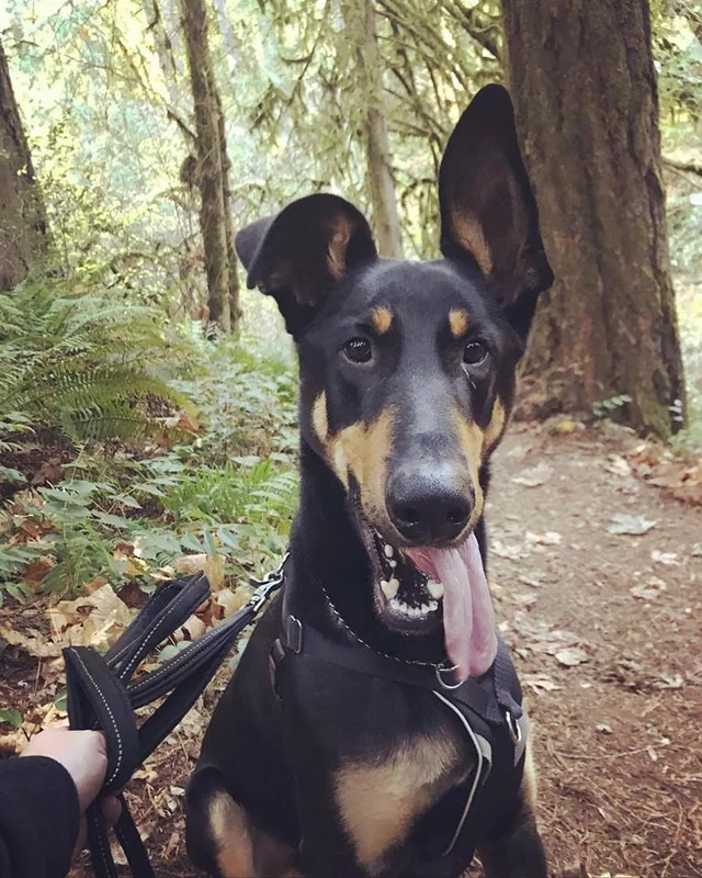 Doberman germanshepherd