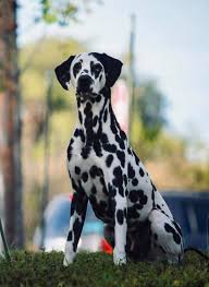 Greatdane dalmation