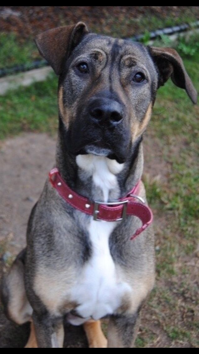 Greatdane germanshepherd