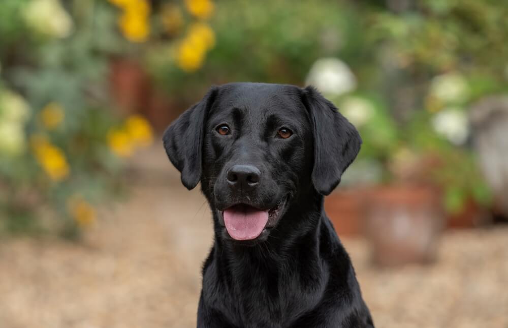 Labrador retriever