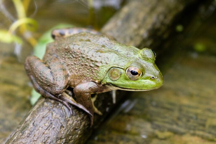 American bullfrog