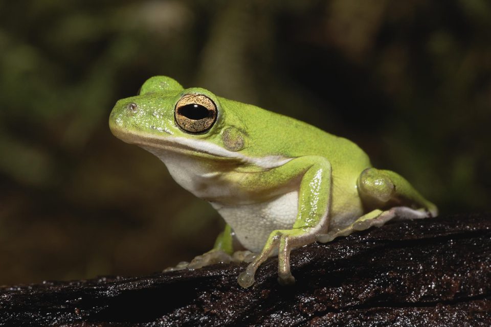 American green tree frog
