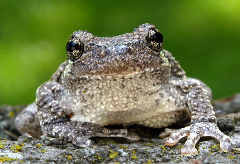 Gray tree frog
