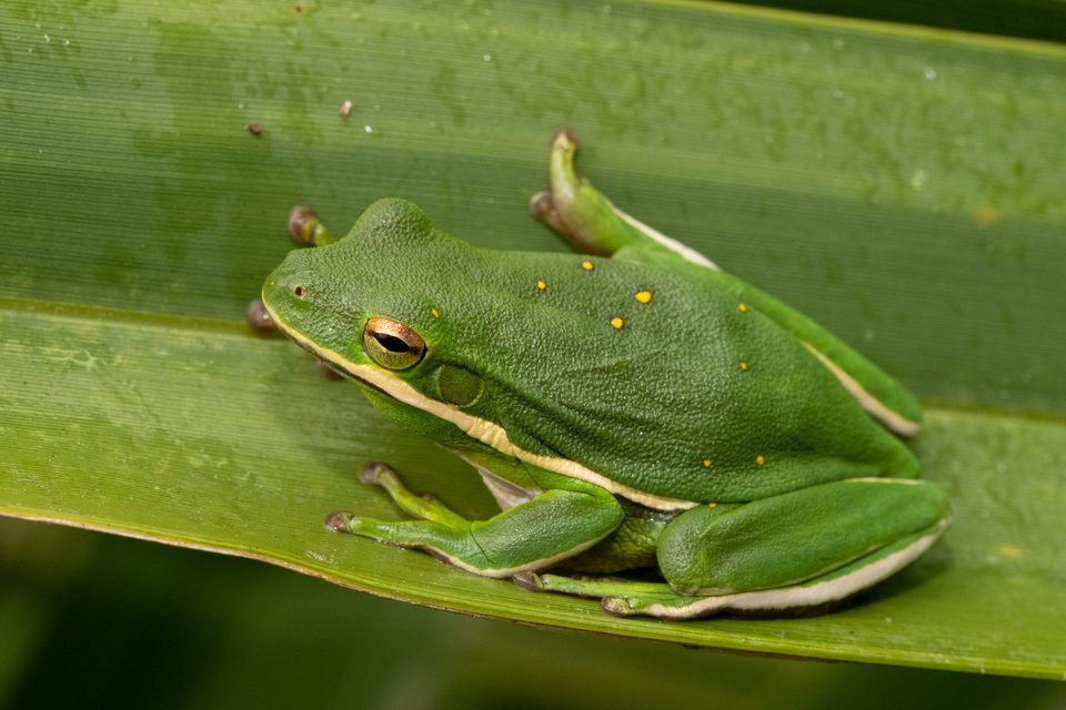 Green tree frog