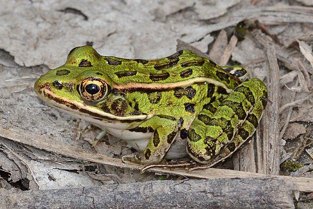Northern leopard frog
