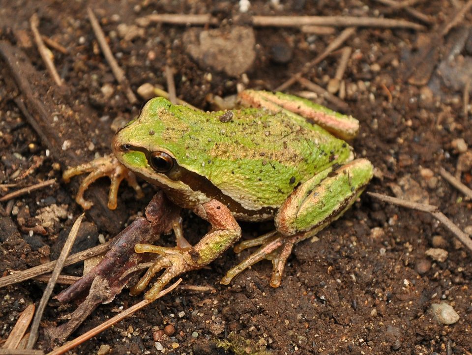 Pacific tree frog