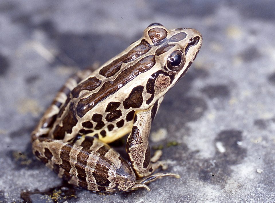 Pickerel frog