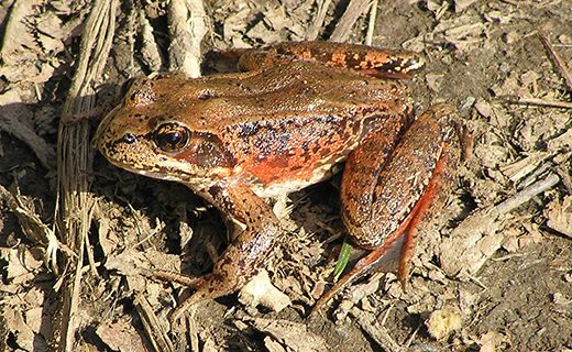 Red legged frog