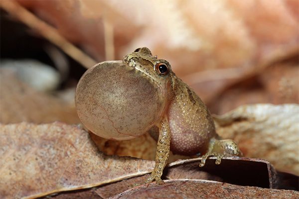 Spring peeper