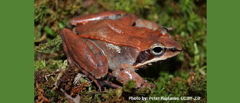 Wood frog