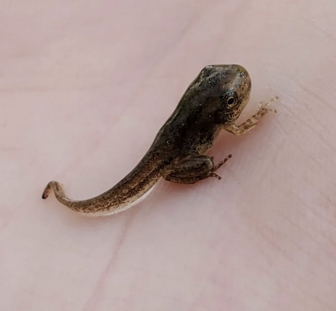 Polliwog 1