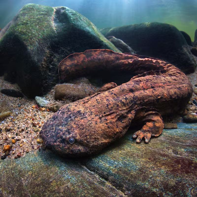 Hellbender Salamander