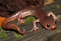 Arboreal salamander