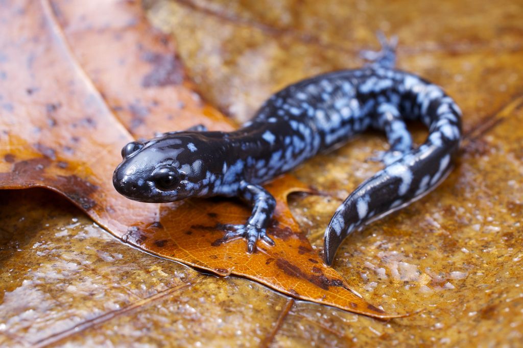 Blue spotted salamander