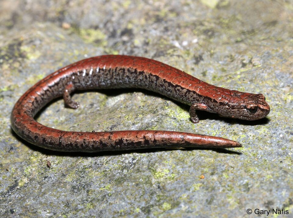 California slender salamander