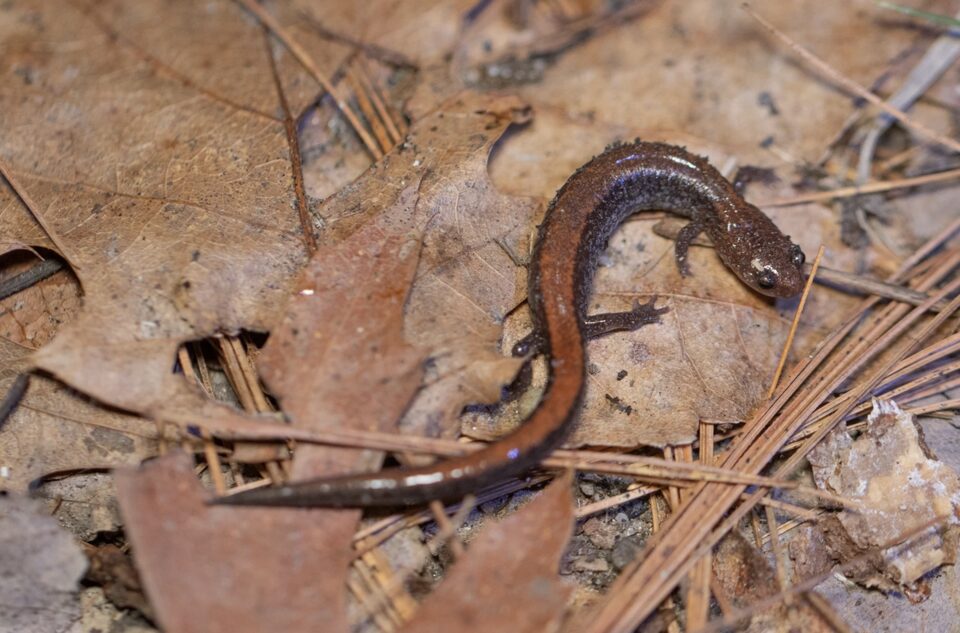 Eastern red back salamander
