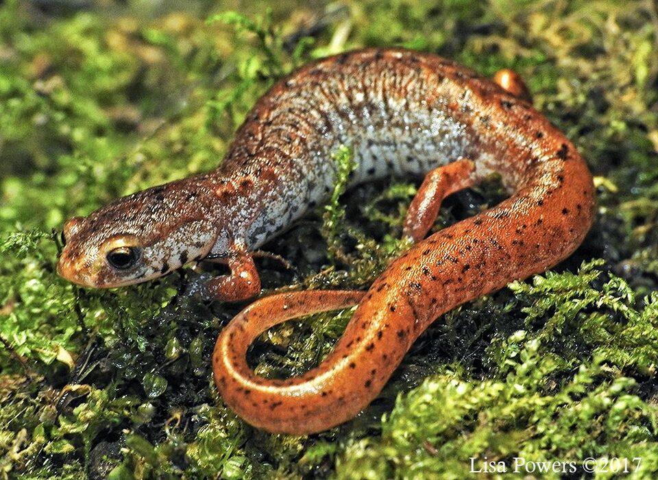 Four toed salamander