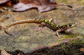 Green salamander