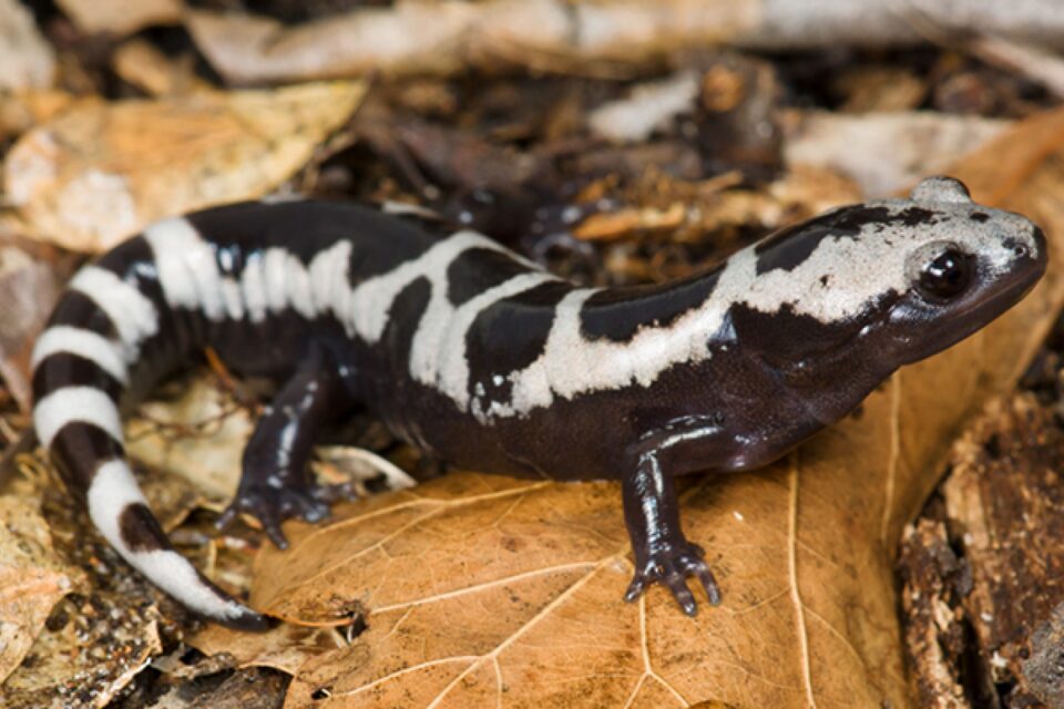 Marbled salamander