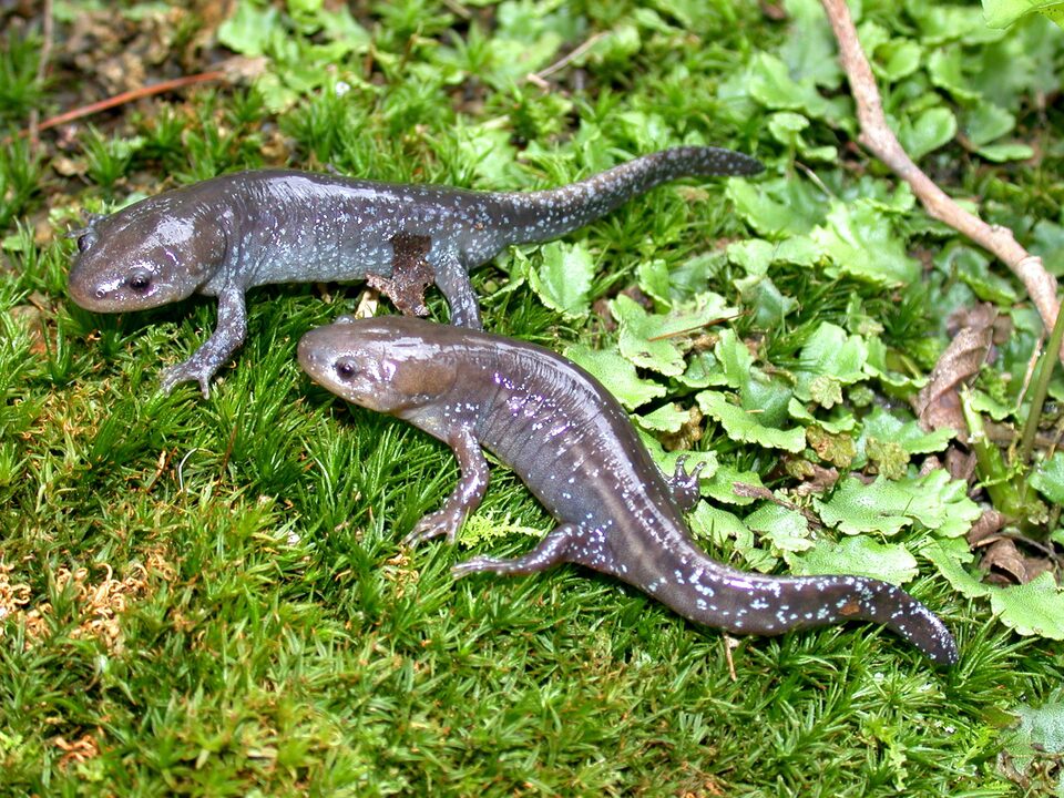Mole salamander