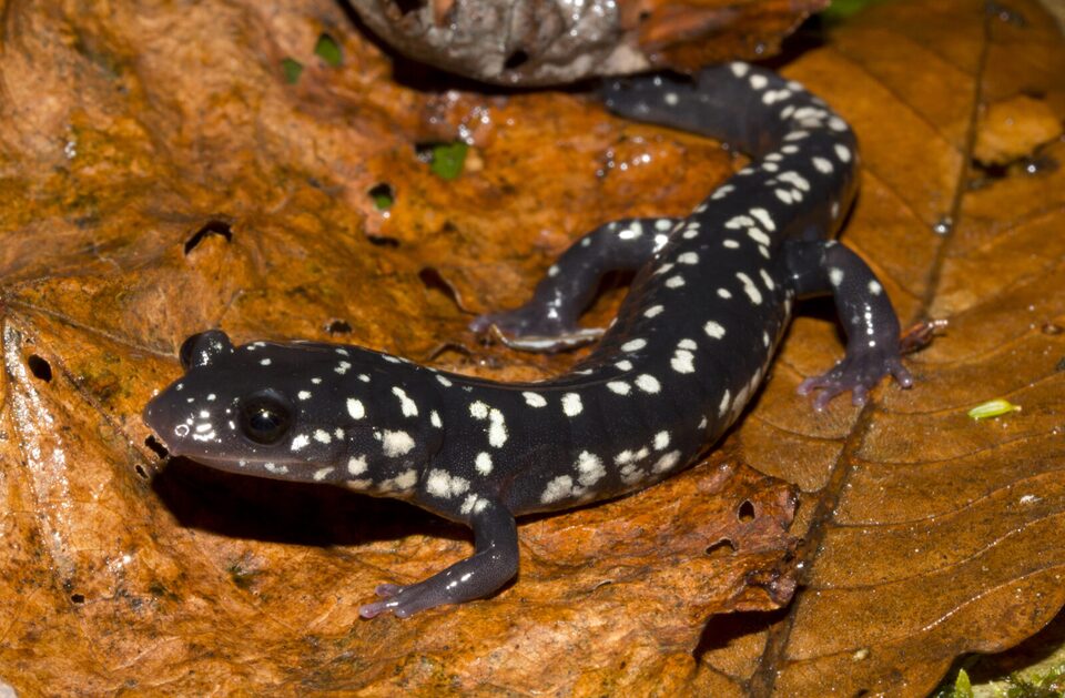 Northern slimy salamander