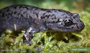 Pacific giant salamander