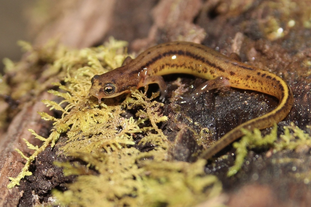 Patch nosed salamander