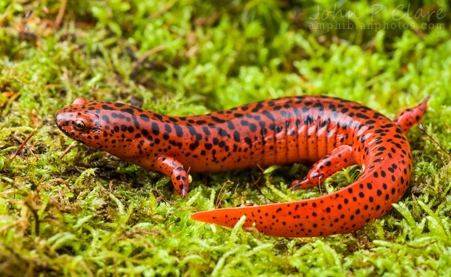 Red salamander