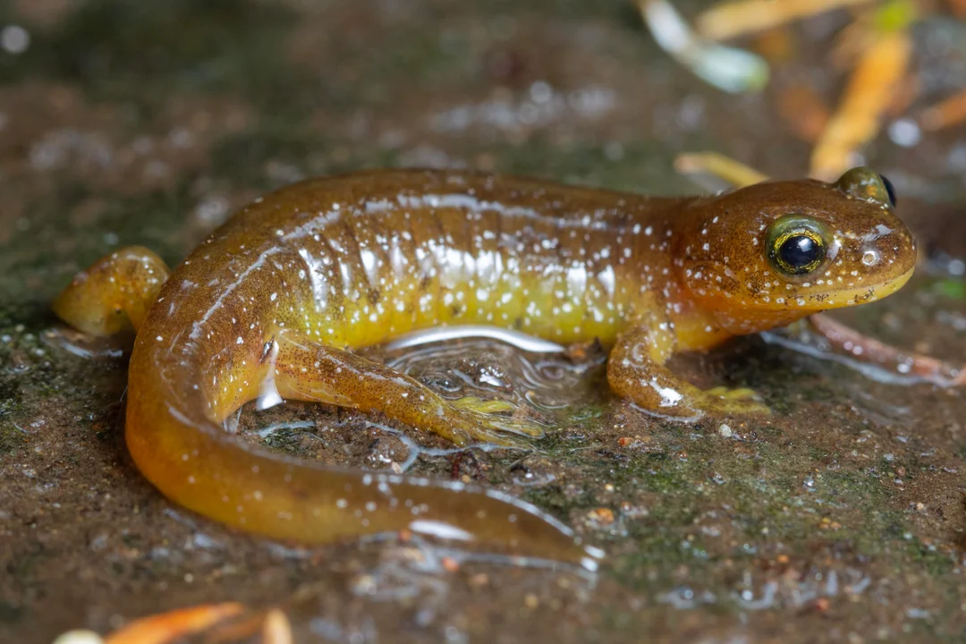 Southern torrent salamander