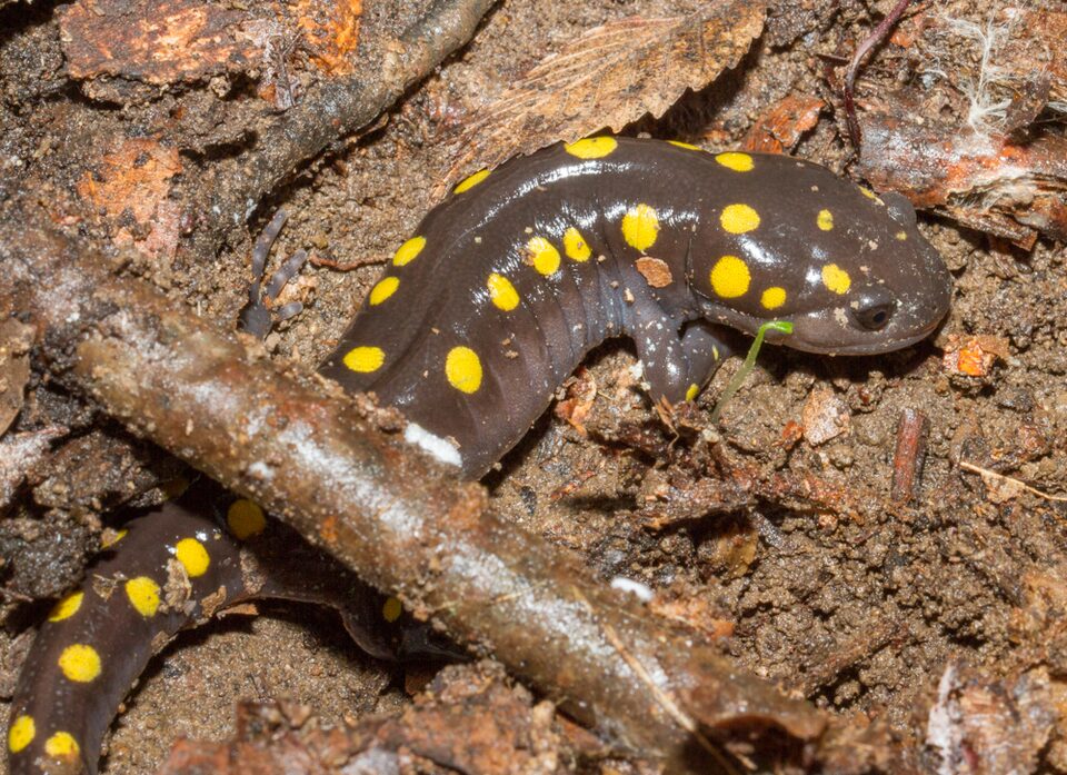 Spotted salamander