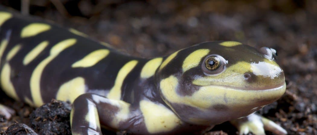 Tiger salamander